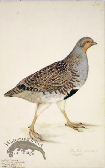 138 Swedish Birds . Tetrao Perdix, Gray Partridge
